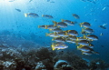 Taken at Mioskon, Raja Ampat. There we abundant fish, this was the most interest me.School of yellow snapper and sweetlips. With little of sun light.