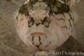 A common Cape Town fish found often in rock pools and shallow waters, affectionately known as a 