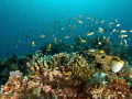 Reef scape shooted at Yembraimuk (Raja Ampat) with G16
