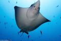 Eagle ray