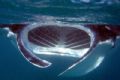 open mouth manta