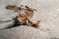 A tiny tiny tiny juvenile of Ambon scorpionfish found on a sandy dive at 35 meters depth.