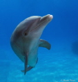 playing with a friendly  dolphin.