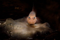 Goby And my Bubbles 
Location: Anilao Batangas 
Camera: Canon 5D Mark IV 
Lens: EF100mmMacro Lens 
Housing: Seacam
Strobes: Seacam Flash 150
Settings: 1/200 ,F19 iso 400
Rgblue 02
Retra LSD