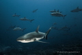 The remote island of Fakarava and its famous grey sharks wall