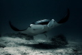 Manta Ray, Tikehau, French Polynesia