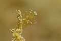 Hairyshrimp