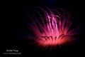 The Purple Fire