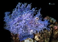 blue Rhinopias