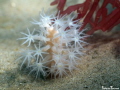 A beautiful octocoral on a sandy plain