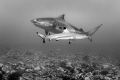Black tip and Tiger sharks - Tahiti