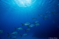 Played almost the entire dive trying to get a picture of a school of fish without a diver in the background.  I just want to jump back in after looking at the water in this picture.