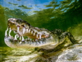 American Crocodile - An American crocodile shot at Banco Chinchorro. These are one of the larger species of crocodile, although they are not particularly aggressive.