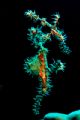 ghost pipe fish in sudan