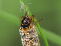 Caddisflies ,(Trichoptera) Also called sedge-flies or rail-flies.Caddisflies have aquatic larvae and are found in a wide variety of habitats such as streams, rivers, lakes, ponds, spring seeps and temporary waters. Source Wikipedia.
