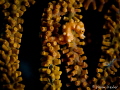 Denise's Pygmy Seahorse