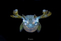 Anilao Batangas 
Camera: Canon 5D Mark IV
 Lens: EF100mmMacro Lens 
Housing: Seacam 
Strobes: Seacam Flash 150 
Settings: 1/200 ,F19 iso 200
Rgblue 02