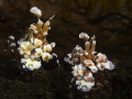 beautiful shrimps