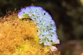 Elysia crispata - Blumenkohl-Sackzungenschnecke - Curaçao