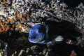 Coral with fish