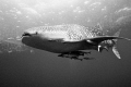 Whaleshark

