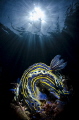 The most common nudibranch in Brazil, but very very beautiful.