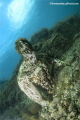 Submerged archaeological park - 