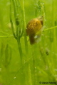 Little snail