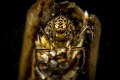 This capture of a caddisfly larva has been taken in a freshwater lake in Germany.