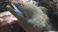smiling Eel