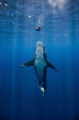 Oceanic White Tip from Cat Island getting his peace of bait