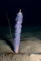 A wonderful sea pen