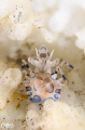Harlequin shrimp