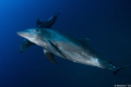 Dolphins are normally encountered in shallow water.  These dolphins investigated us at depth of 25m and stayed with us for more than 20 minutes.