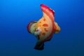 A flying spanish dancer