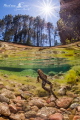 Grenouille dans la rivière de la Solenzara