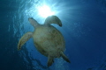 a green see turtle majestically swims above