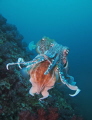 I encountered these three beautiful Pharaoh Cuttlefish on a dive to one of my favourite dive sites 'Richelieu Rock' which is off the west coast of Thailand. I spent about 15 minutes with these incredible animals as I studied them and they studied me.