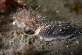 At a night dive in 