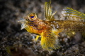 Dragonet