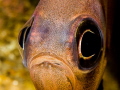 Pempheris multiradiata