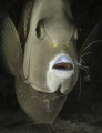 We were photographing a band of Pederson shrimp on a purple vase sponge when an Angel fish swam up and the shrimp got to work.