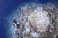 Diver cruising by Rose coral Garden at Parigi Moutong, Sulawesi, Indonesia