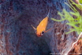 Dive site Lecuan 2 in Bunaken, Indonesia