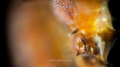 a sea horse, shot using RRM. 
I used a 60mm to obtain a further distance, to obtain the shape of the sea horse