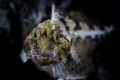 Scalyhead sculpin, Bokeh, Barkley Sound, British Columbia, Canada.