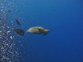 Turtle of Sipadan