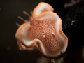 Lovely nudi