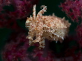 Cuttlefish