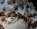 Porcelain Crab in Raja Ampat
